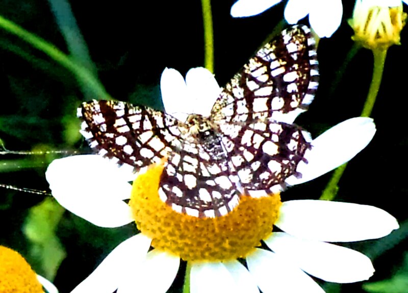 Butterfly on Daisy — White, Calm, Night