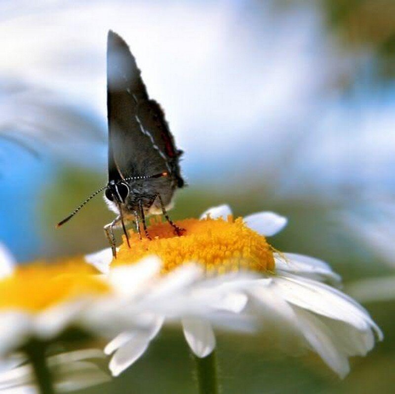 Butterfly on Daisy — White, Calm