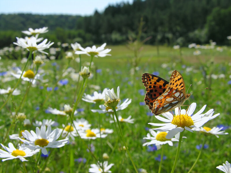 Butterfly on Daisy — White, Serene, Afternoon, Photograph, Daisies, Field