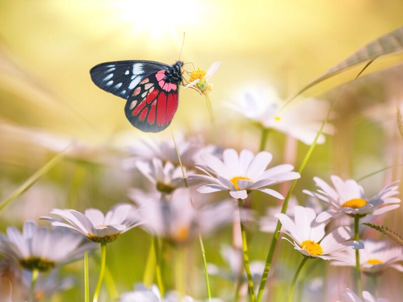 Butterfly on Daisy — White, Serene, Afternoon, Photograph, Daisies, Grass