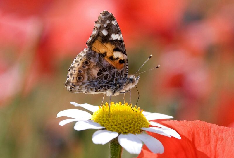 Butterfly on Daisy — White, Serene, Afternoon