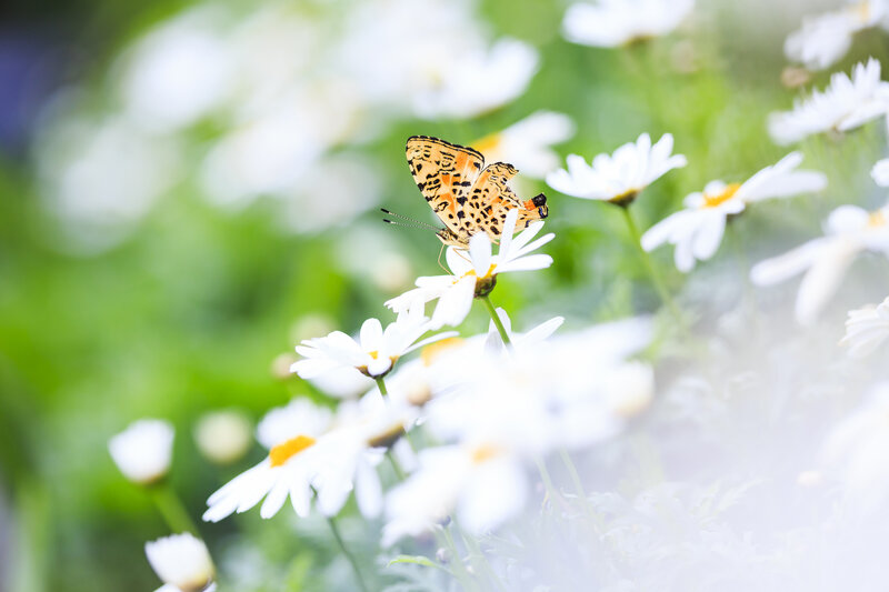 Butterfly on Daisy — White, Serene, Morning