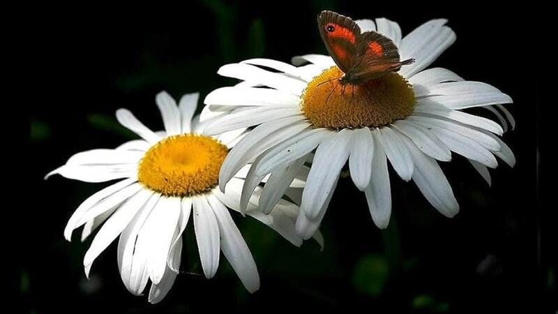 Butterfly on Daisy — White, Serene