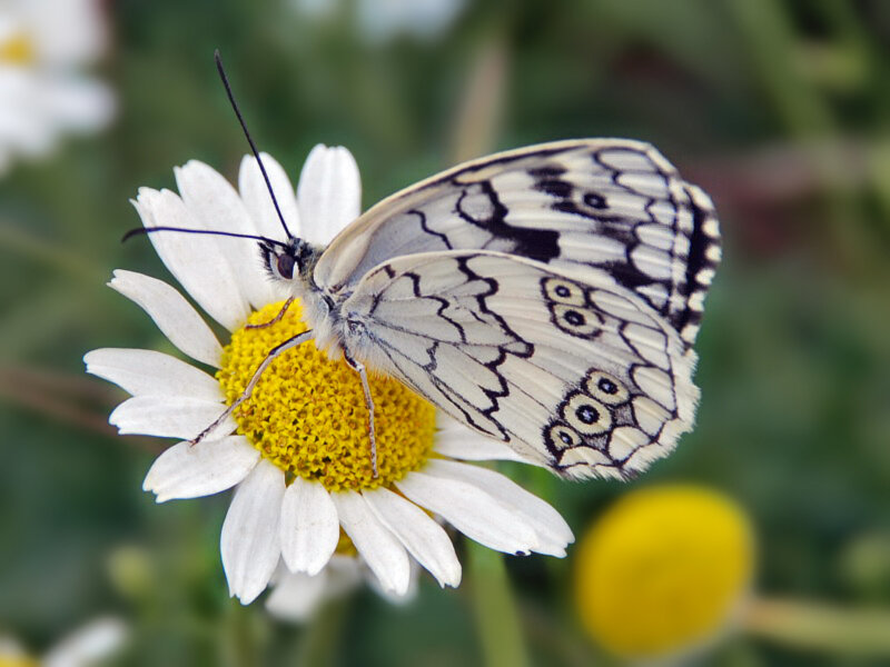 Butterfly on Daisy — White