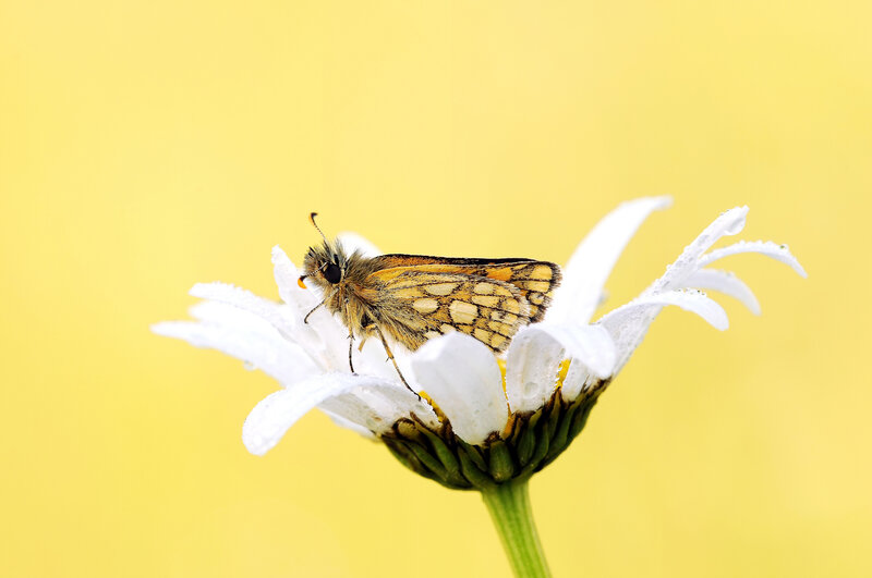 Butterfly on Daisy — Yellow