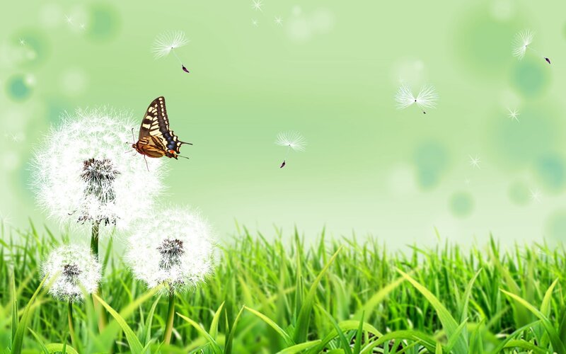 Butterfly on Dandelion — Green, Serene, Morning, Digital Art