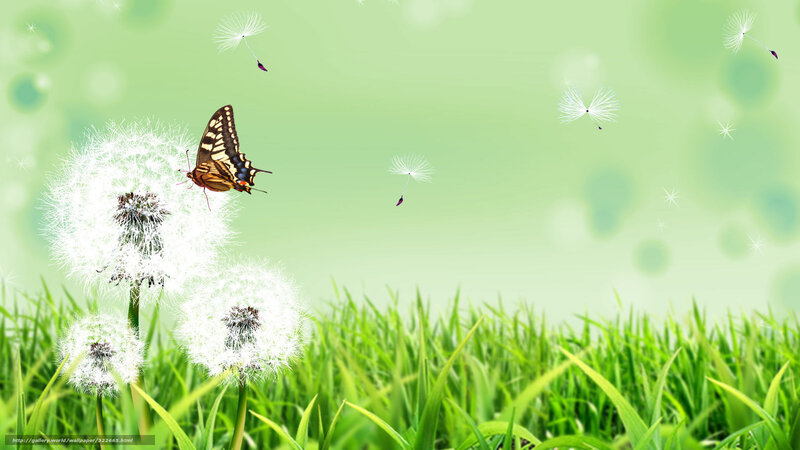 Butterfly on Dandelion — Green, Serene, Spring, Photograph