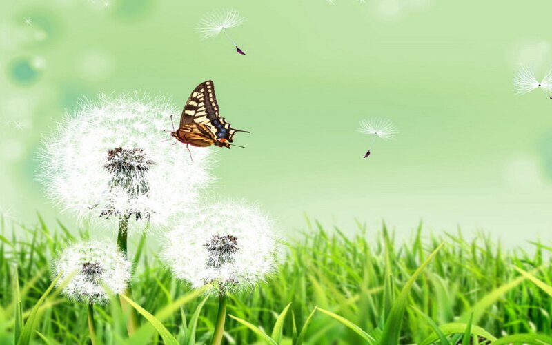 Butterfly on Dandelion — Green, Serene