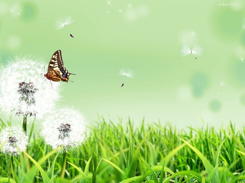 Butterfly on Dandelion — Green