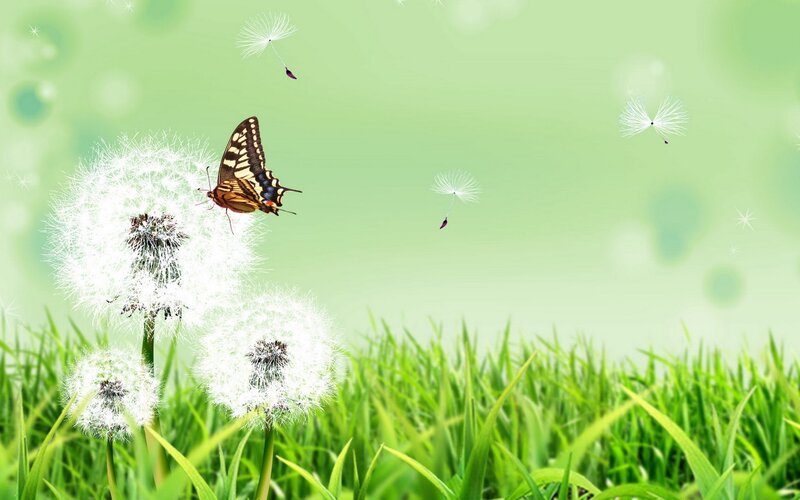 Butterfly on dandelion in green field