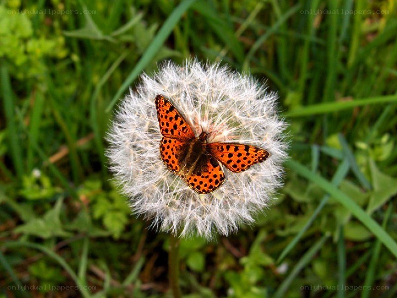 butterfly on dandelion seed head