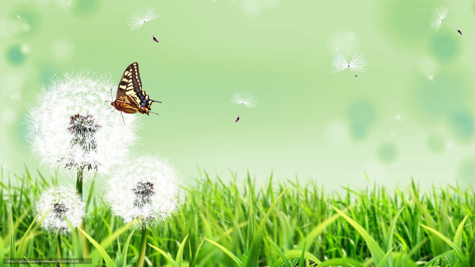 Butterfly on dandelion seeds