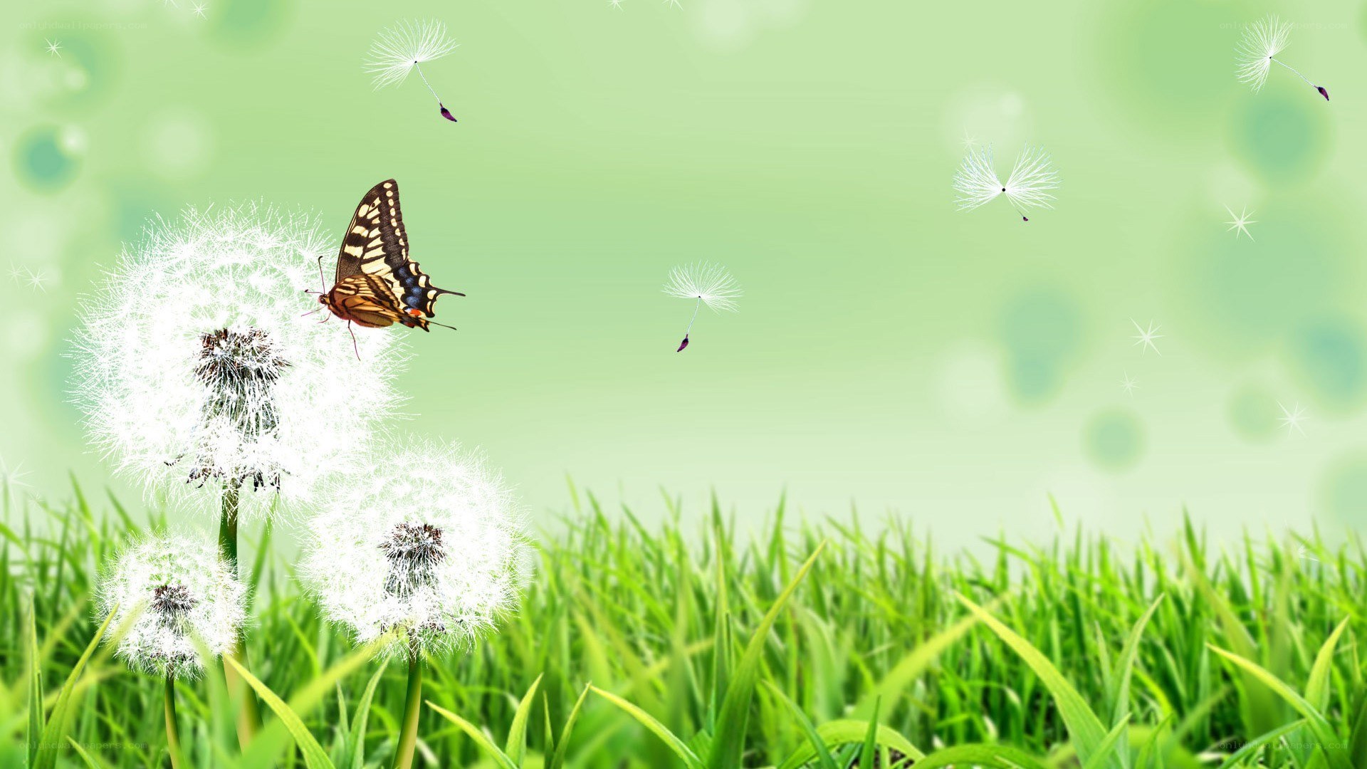 butterfly on dandelion seeds