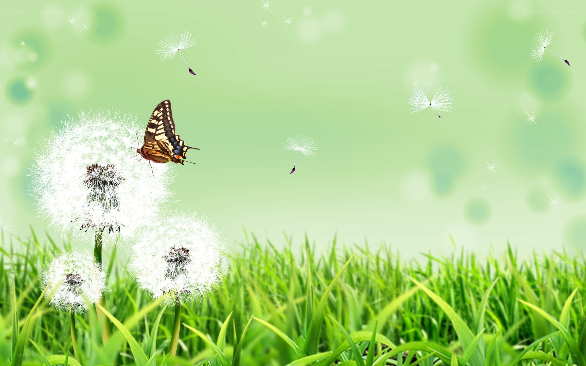 Butterfly on dandelion seeds