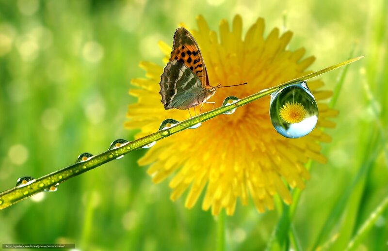 Butterfly on Dandelion Stem