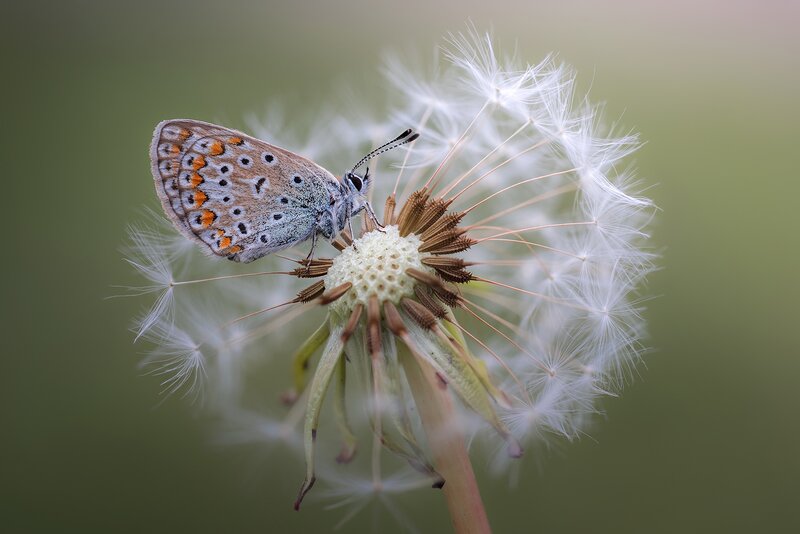 Butterfly on Dandelion — White, Serene