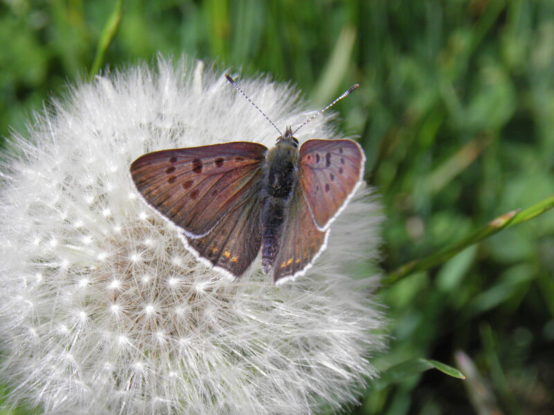 Butterfly on Dandelion — White