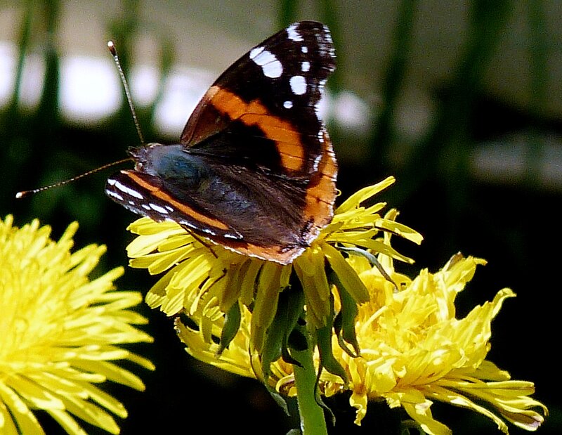 Butterfly on Dandelion — Yellow, Calm