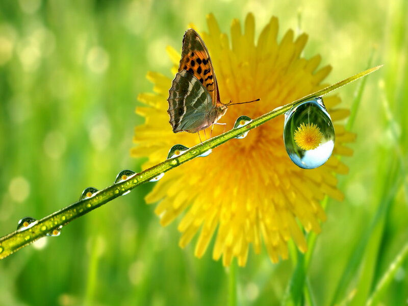 Butterfly on Dandelion — Yellow, Serene