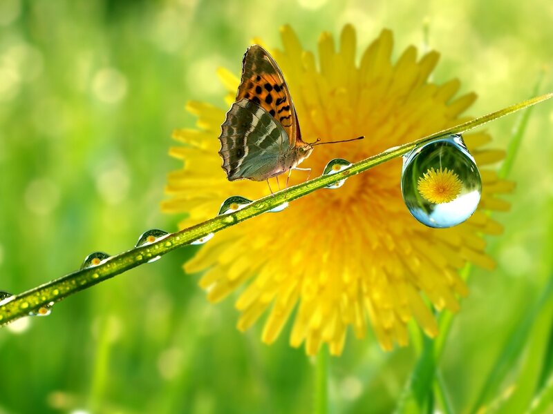 Butterfly on Dandelion — Yellow