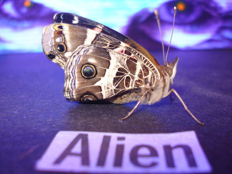 Butterfly on Dark Surface