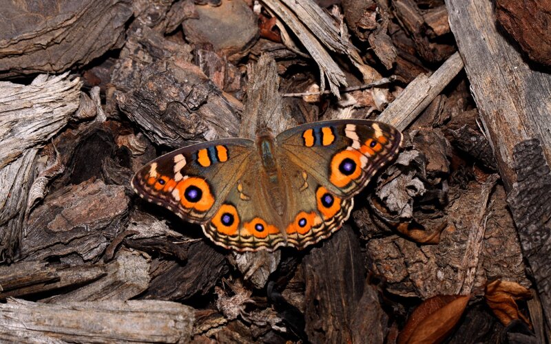 butterfly on decaying wood