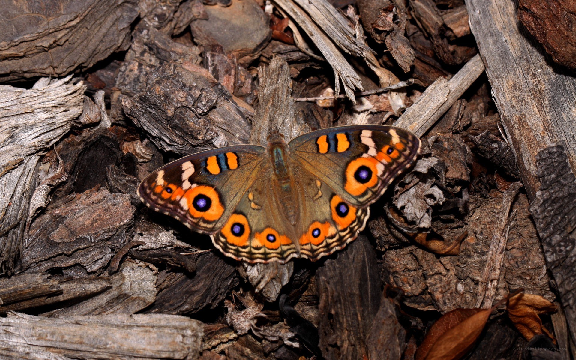 butterfly on decaying wood