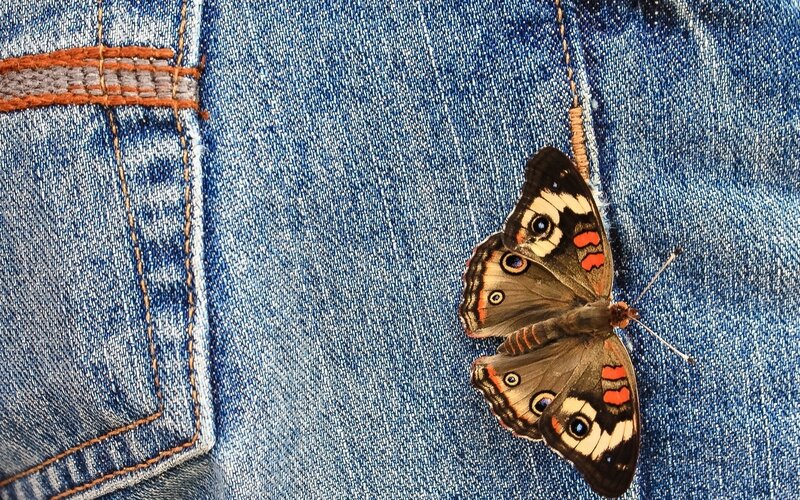 Butterfly on Denim — Blue