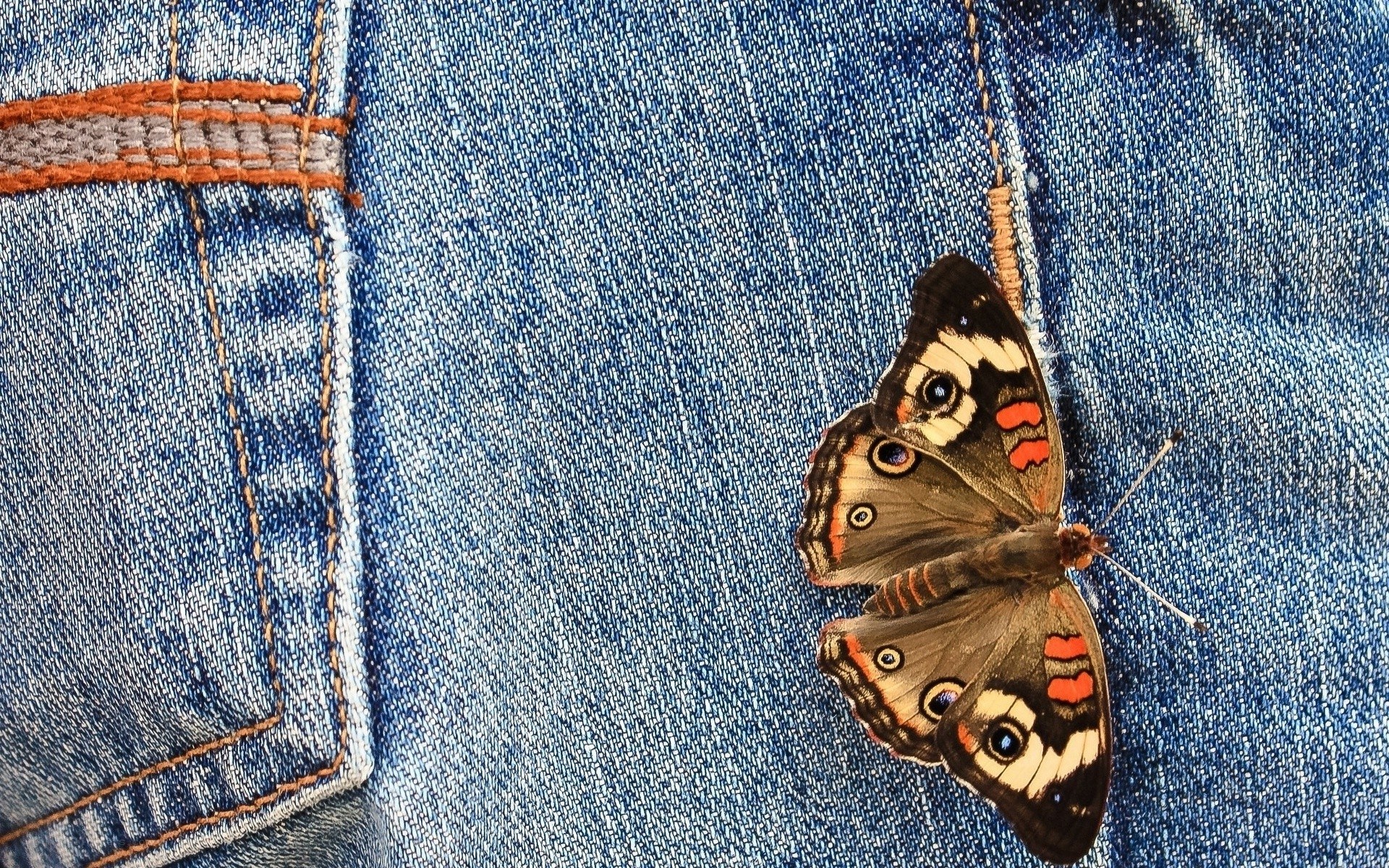 butterfly on denim jeans