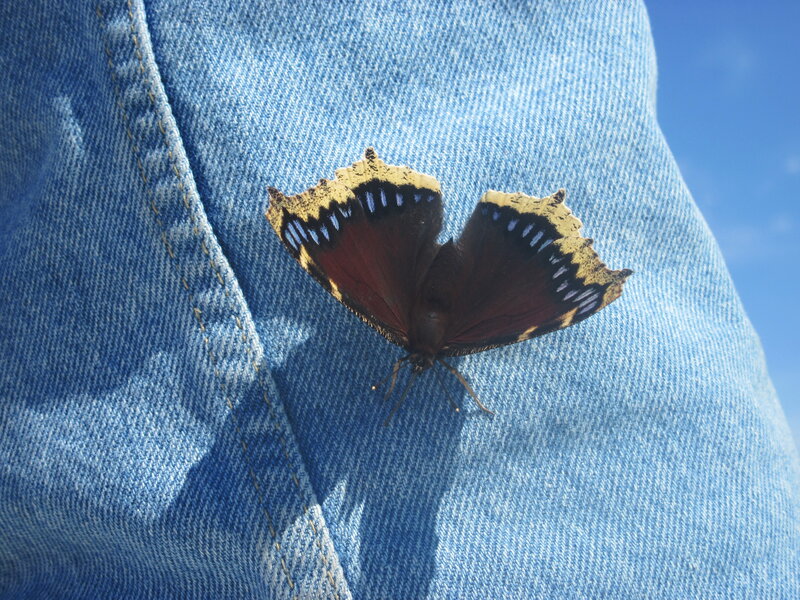 Butterfly on Denim
