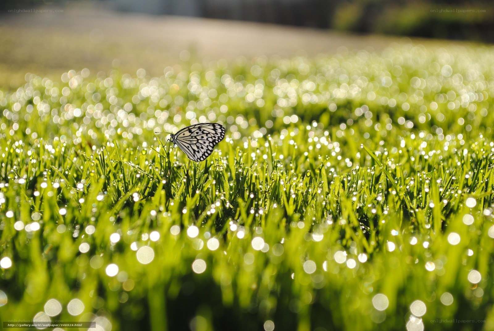 Butterfly on dew-covered grass