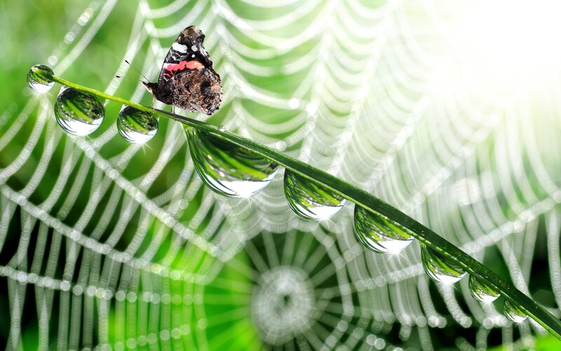 Butterfly on Dew-covered Leaf — Green