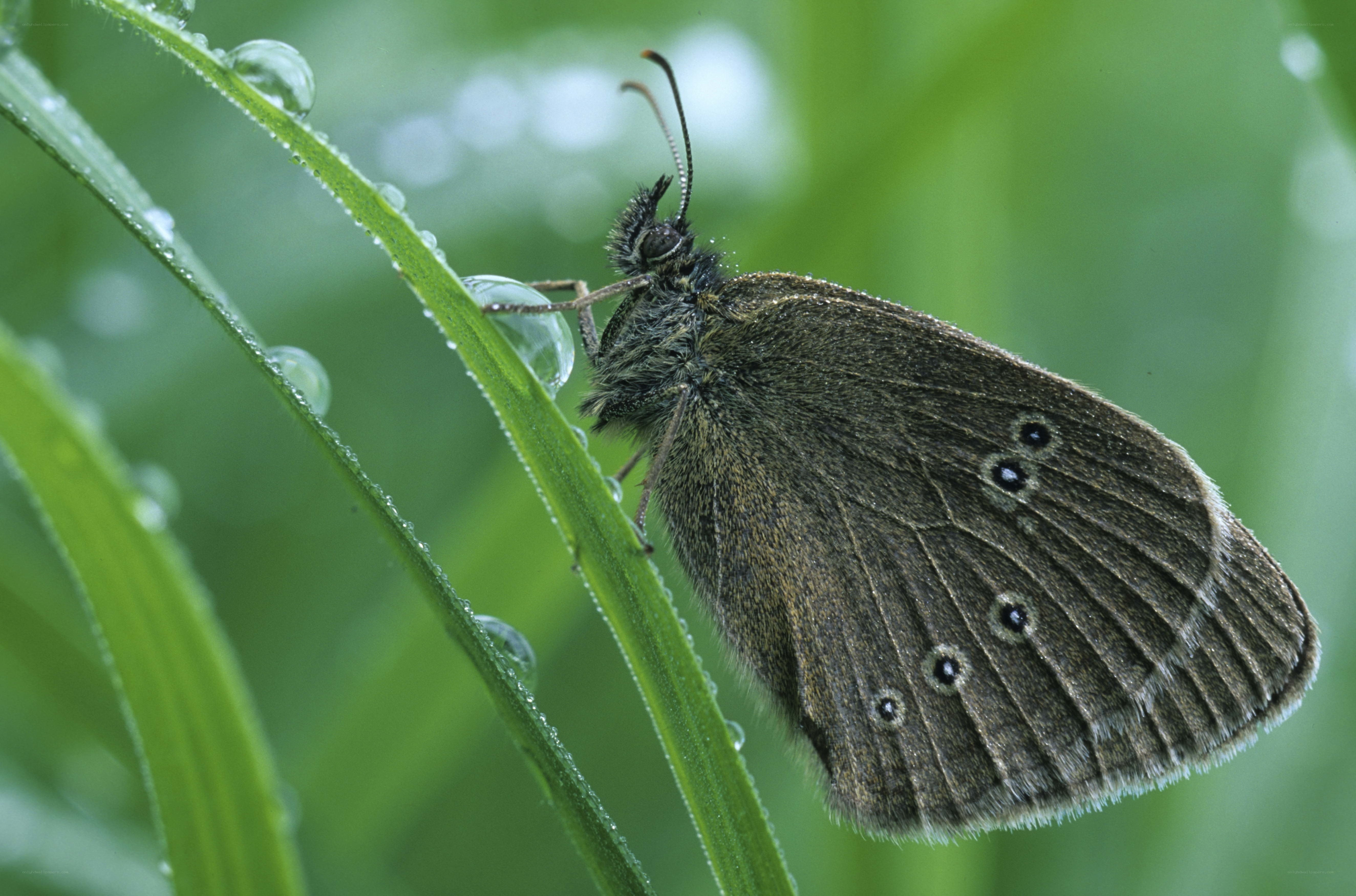 butterfly on dew-covered leaf