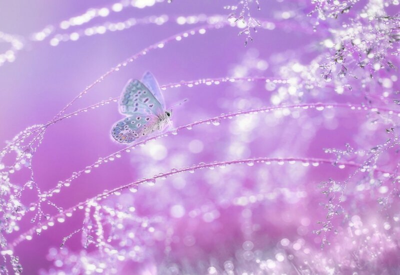 Butterfly on Dew-covered Stem