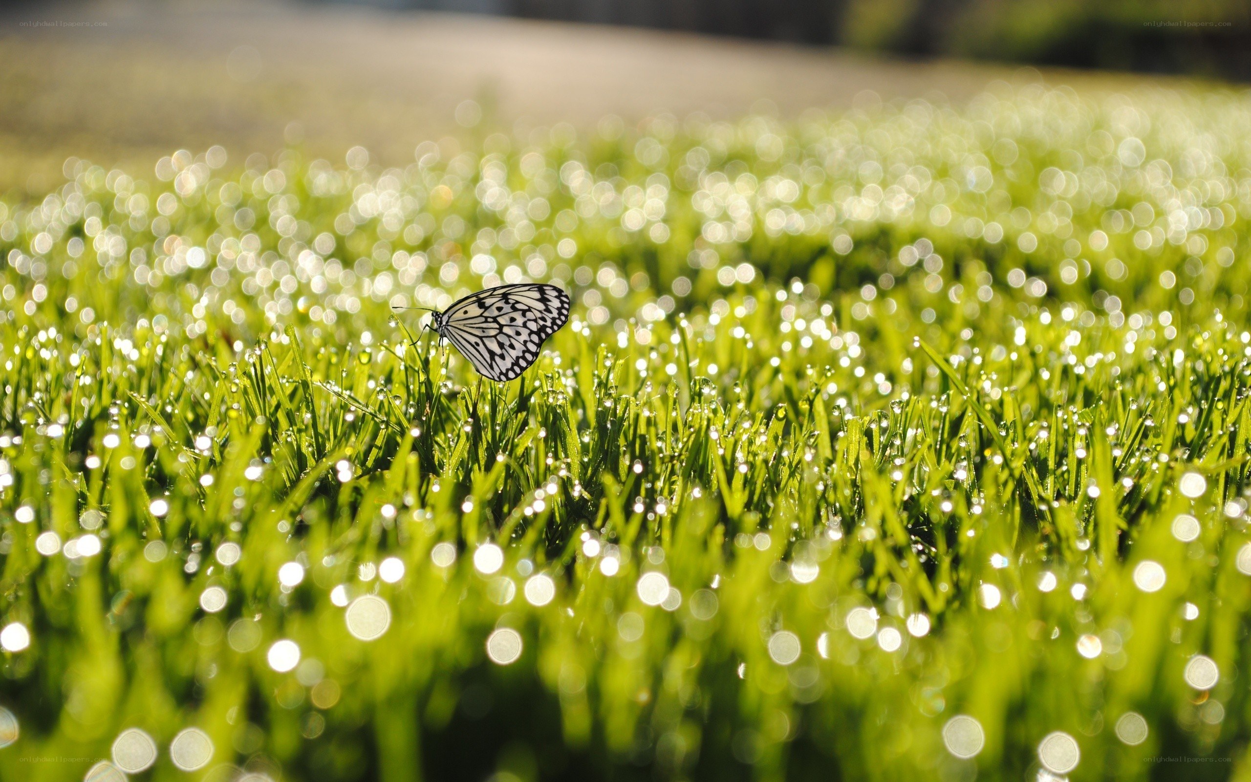 Butterfly on dewy grass