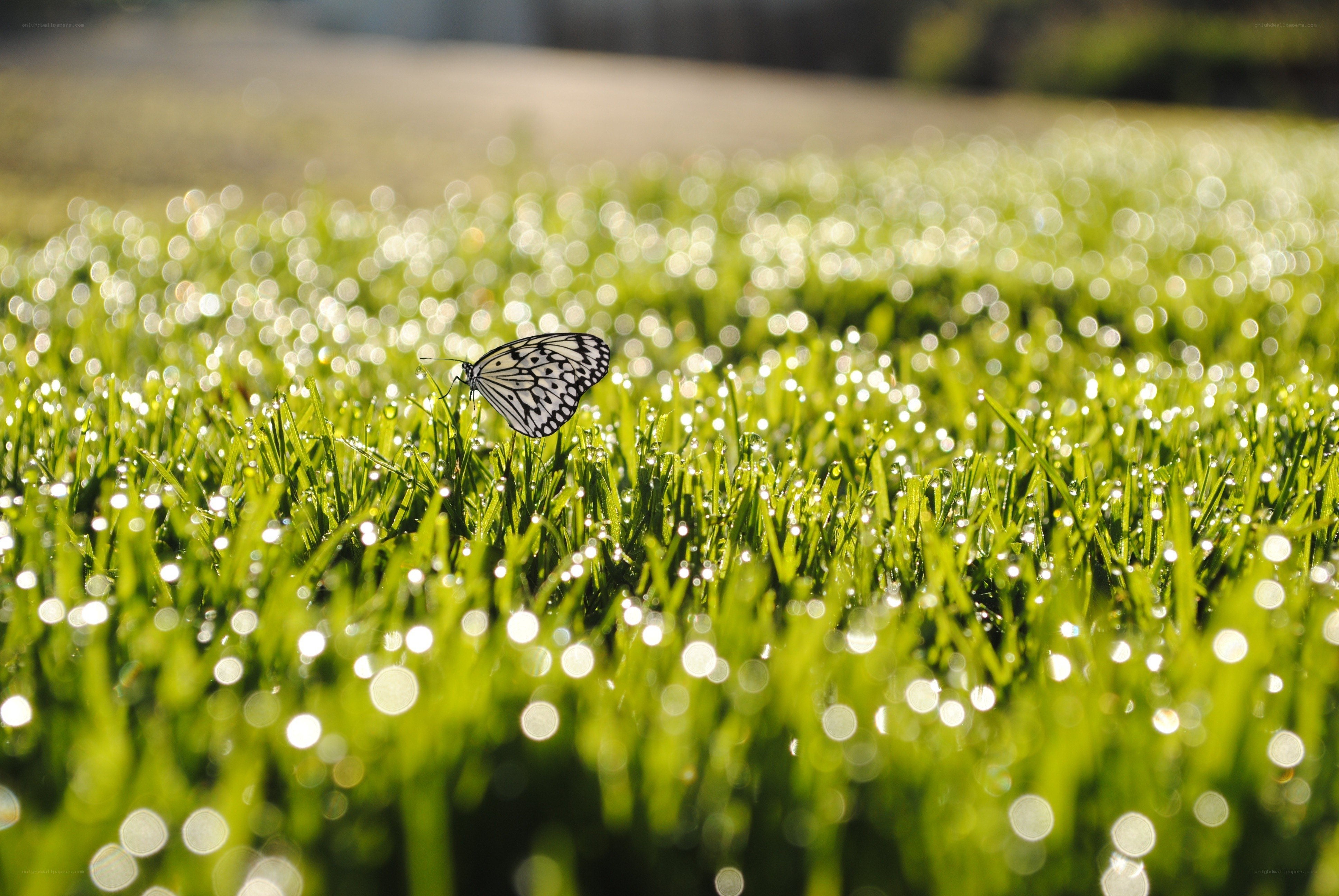 Butterfly on dewy grass