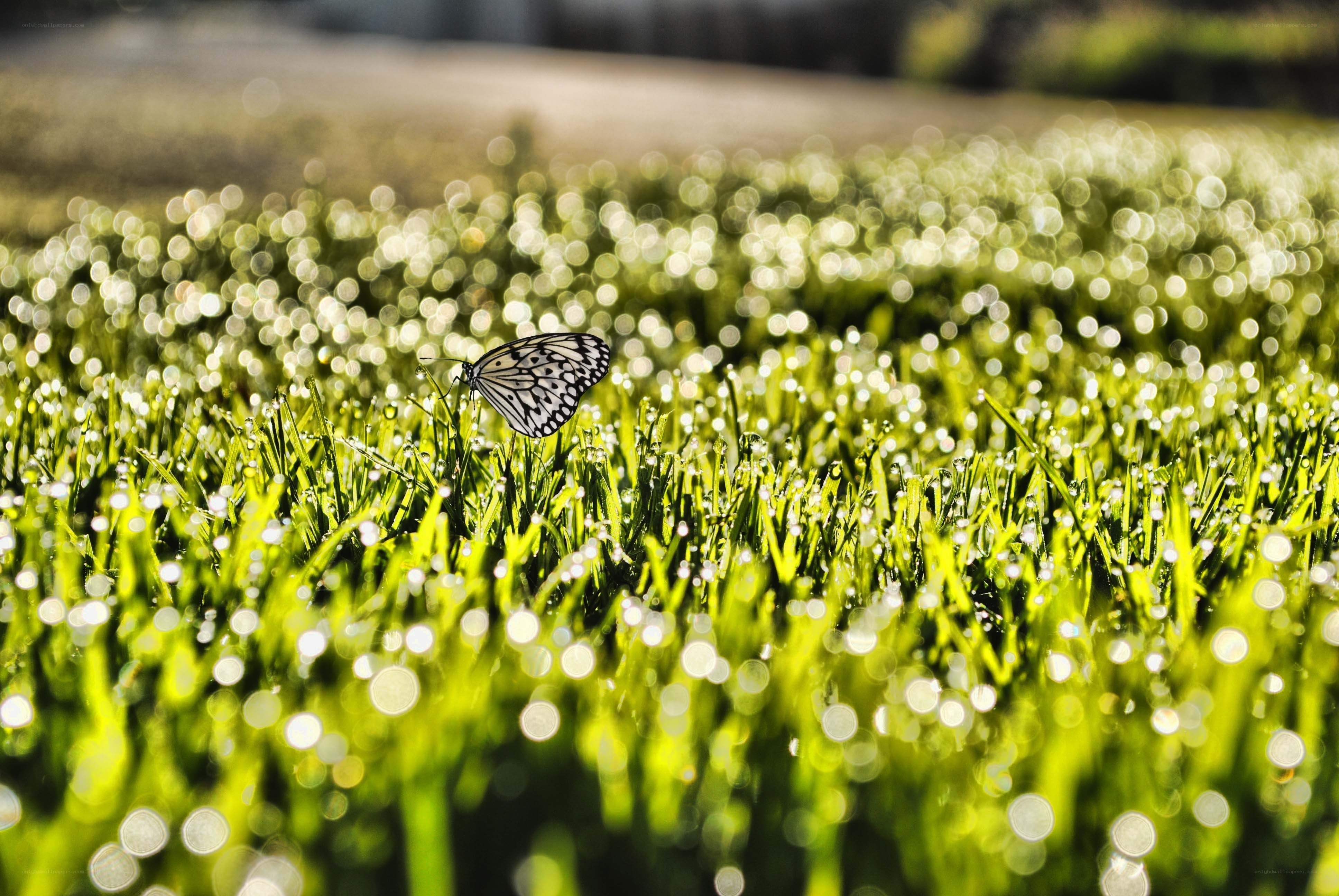 Butterfly on dewy grass
