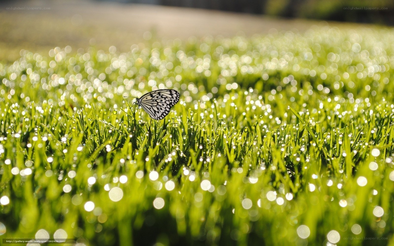 Butterfly on dewy grass