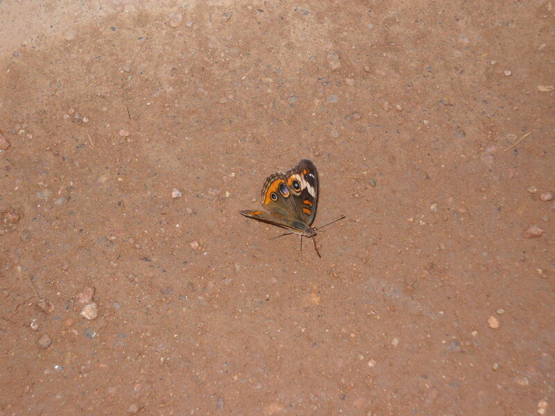 butterfly on dirt ground