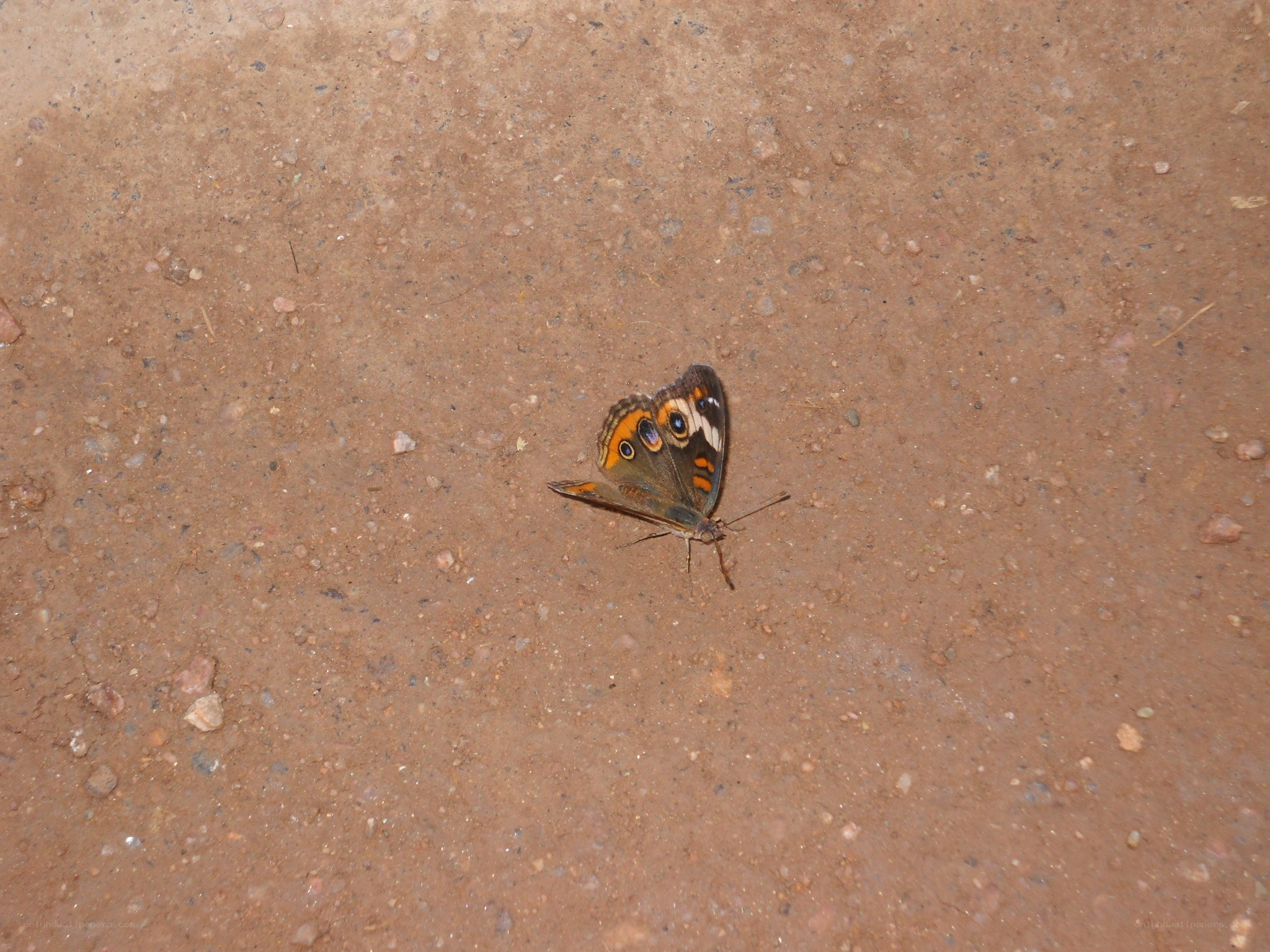 butterfly on dirt ground