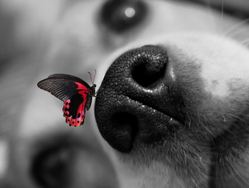 Butterfly on Dog Nose