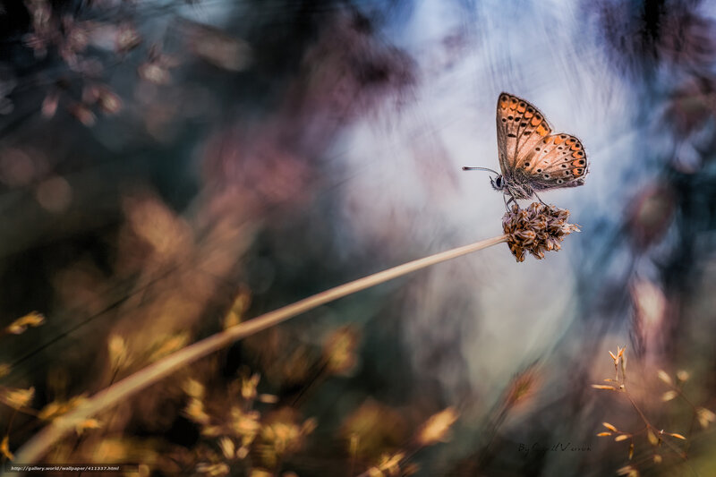 Butterfly on Dried Flower — Brown, Serene, Sunset