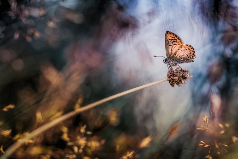 Butterfly on Dried Flower — Brown, Serene