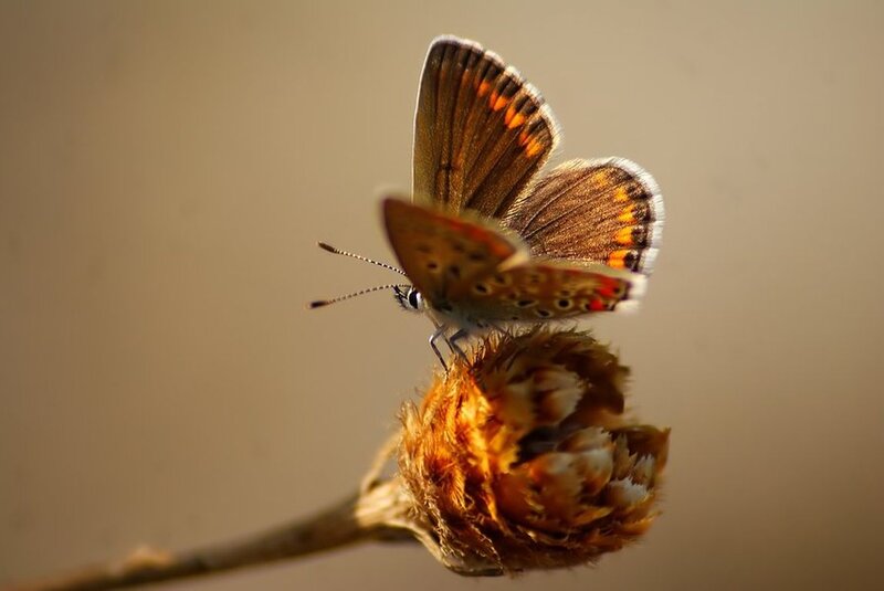 Butterfly on Dried Flower — Brown