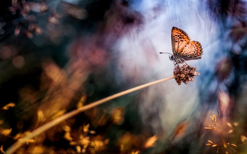 Butterfly on Dried Flower — Orange