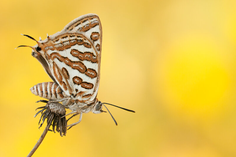 Butterfly on Dried Flower