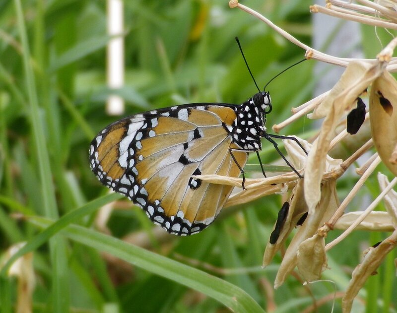 Butterfly on Dried Plant