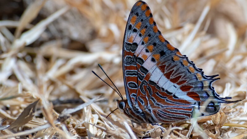 Butterfly on Dry Grass