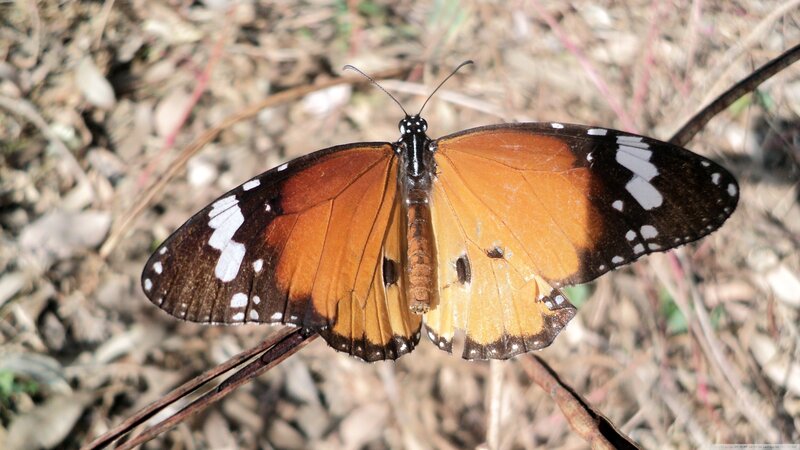 Butterfly on Dry Leaf