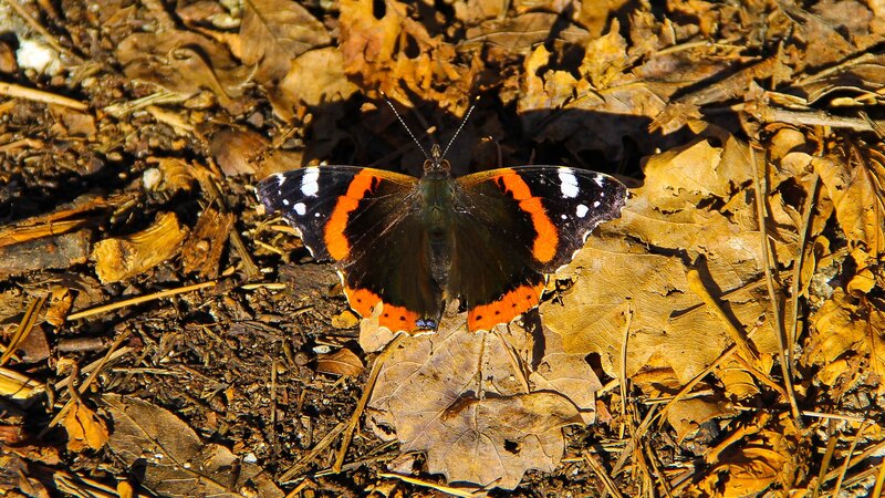Butterfly on Dry Leaves — Brown
